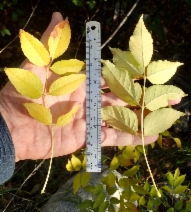 Fraxinus velutina