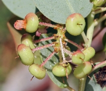 Arctostaphylos viscida