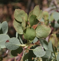 Arctostaphylos viscida