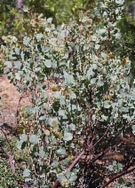 Arctostaphylos viscida