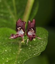 tepin pepper plant Pepper (Hot) main image 1