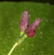 Lonicera conjugialis - Calflora