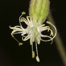 Silene lemmonii