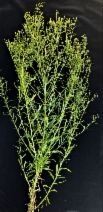 Erigeron sumatrensis