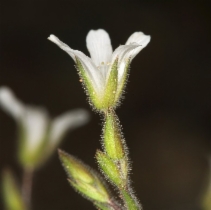 Minuartia nuttallii var. gregaria