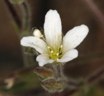 Minuartia nuttallii var. gregaria
