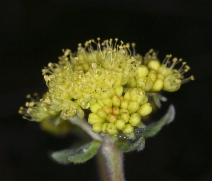 Eriogonum umbellatum var. humistratum