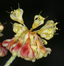 Eriogonum umbellatum var. humistratum