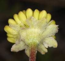 Eriogonum umbellatum var. humistratum