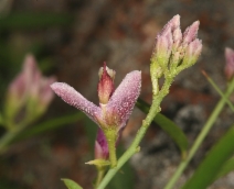 Polygala cornuta var. cornuta