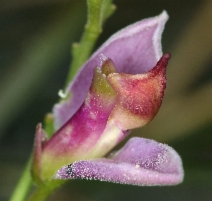 Polygala cornuta