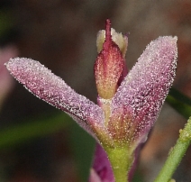Polygala cornuta var. cornuta