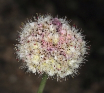 Eriogonum nudum