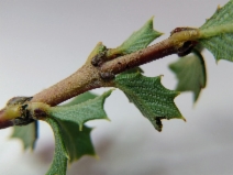 Ceanothus confusus