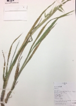 Avena sativa