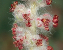 Krascheninnikovia lanata