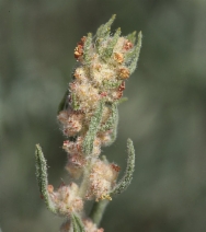 Krascheninnikovia lanata