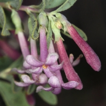 Symphoricarpos longiflorus