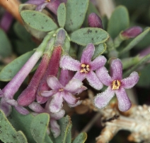 Symphoricarpos longiflorus