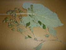 Arctium minus