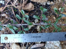 Ceanothus gloriosus var. porrectus
