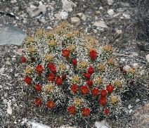 Echinocereus mojavensis - Calflora