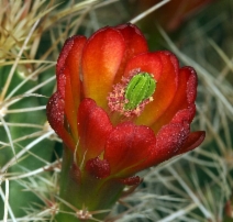 Echinocereus mojavensis - Calflora