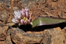 Allium cratericola