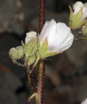 Sphaeralcea ambigua