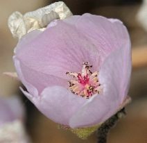 Sphaeralcea ambigua