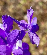 Delphinium variegatum ssp. variegatum