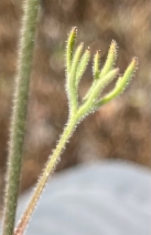 Delphinium variegatum ssp. variegatum