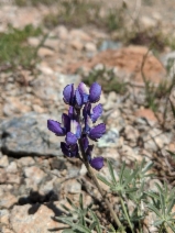 Lupinus lapidicola