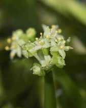 Hydrocotyle ranunculoides