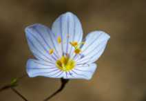 Leptosiphon liniflorus