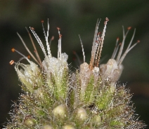 Phacelia hastata