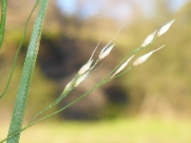 Stipa miliacea var. miliacea