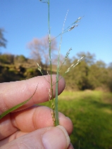 Stipa miliacea var. miliacea