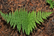 Dryopteris expansa