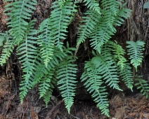 Polypodium glycyrrhiza