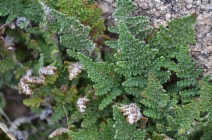 Myriopteris intertexta