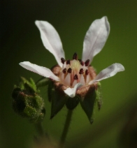 Horkelia cuneata var. cuneata