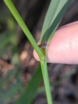 Anthoxanthum occidentale