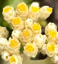 Helichrysum petiolare