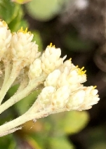 Helichrysum petiolare