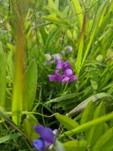 Lathyrus palustris