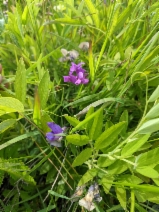 Lathyrus palustris