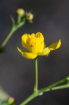 Berberis nevinii