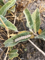Asclepias eriocarpa