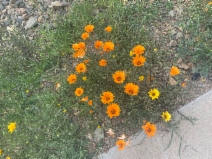 Dimorphotheca sinuata